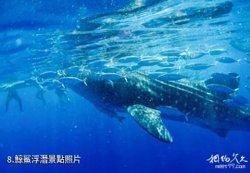 菲律賓杜馬蓋地-鯨鯊浮潛照片