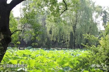 成都寶光桂湖文化旅遊區-荷塘照片