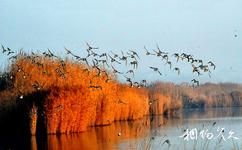 寧夏沙湖旅遊攻略之百鳥樂園景區