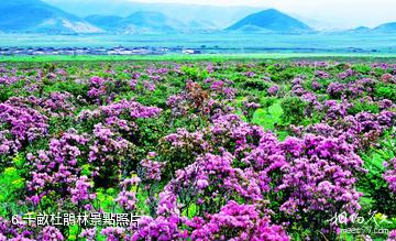 香格里拉藍月山谷旅遊區-千畝杜鵑林照片