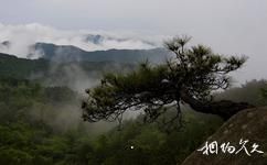 浠水三角山国家森林公园旅游攻略之梭椤树