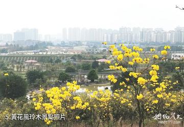 南寧江南公園-黃花風玲木照片