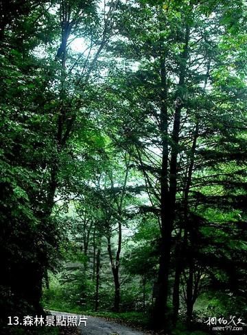 通化市白雞腰國家森林公園-森林照片