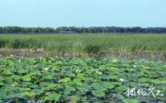 佳木斯富锦国家湿地公园旅游攻略之荷花池