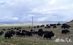 西藏哲古旅游攻略之牦牛群