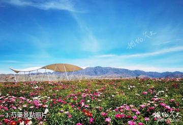 伊寧天山花海景區-芍藥照片