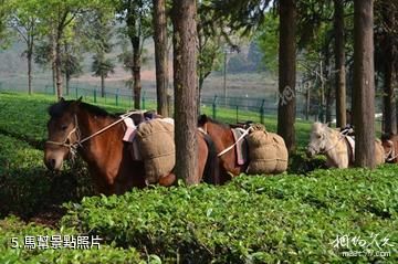 西雙版納大益莊園-馬幫照片