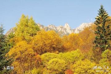 甘肃莲花山国家级自然保护区-森林照片