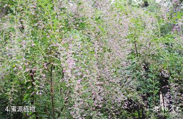 饶河东北黑蜂国家级自然保护区-蜜源植物照片