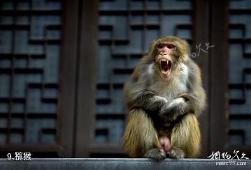 焦作净影风景区-猕猴照片
