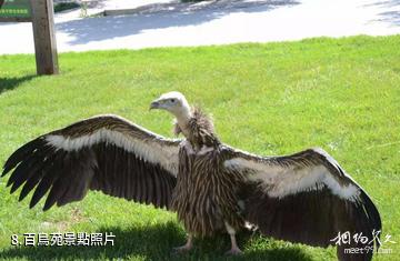 西寧青藏高原野生動物園-百鳥苑照片