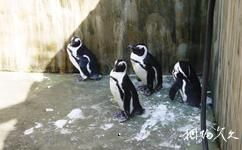 新疆天山野生动物园旅游攻略之企鹅馆