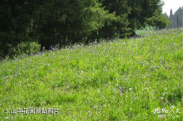伊犁白石峰瓊博拉森林公園-山中花園照片