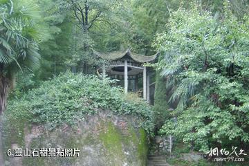 安慶大龍山景區-靈山石樹照片