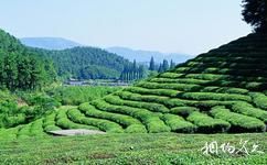 杭州绿景塘生态农业观光园旅游攻略之茶园