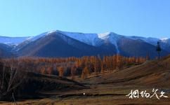 新疆白哈巴村旅遊攻略之白樺林