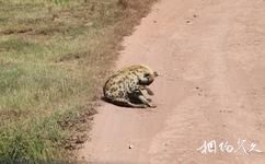 坦尚尼亞恩戈羅恩戈羅自然保護區旅遊攻略之斑點鬣狗