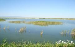 新疆艾比湖旅游攻略之生态环境
