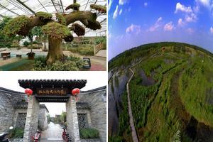 江蘇泰州姜堰旅遊攻略-林業站景點排行榜