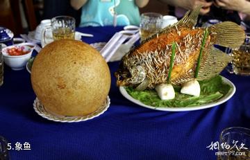 越南美拖镇-象鱼照片