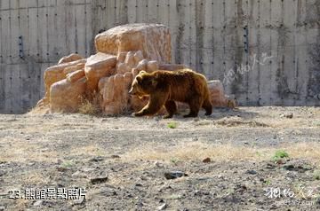 新疆天山野生動物園-熊館照片