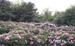洛陽市中國國花園旅遊攻略之花裳溢香廣場