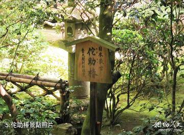 日本龍安寺-侘助椿照片