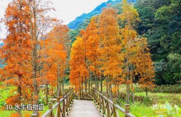 广州从化石门国家森林公园-水生植物园照片