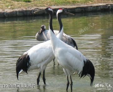 臨沂盛能遊樂園-百鳥園照片