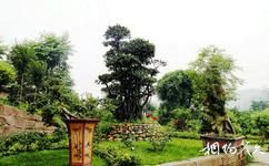 遂寧東方生態博覽園旅遊攻略之珍稀植物區
