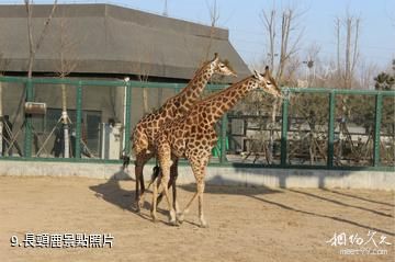 東營黃河三角洲動物樂園-長頸鹿照片