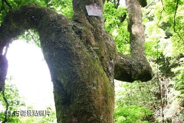武岡雲山國家森林公園-古樹照片