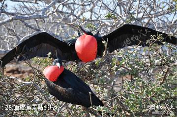 厄瓜多加拉帕戈斯群島-軍艦鳥照片