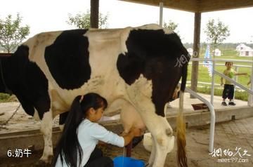南京淳化山田牛奶园景区-奶牛照片