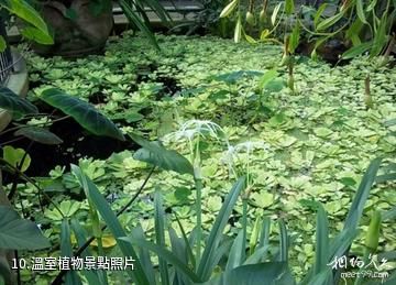 美國金門公園花卉溫室-溫室植物照片