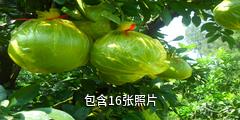 台州玉环世界名柚园驴友相册