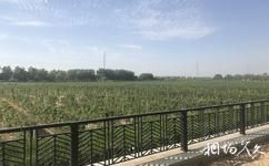 宁夏张裕摩塞尔十五世酒庄旅游攻略之葡萄园