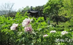 北京植物園旅遊攻略之芍藥園