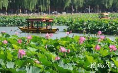 北京北海公园旅游攻略之荷花展