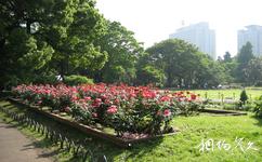 东京日比谷公园旅游攻略之玫瑰