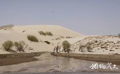 內蒙古庫倫沙漠旅遊攻略之植被