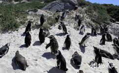 開普敦企鵝灘旅遊攻略之企鵝