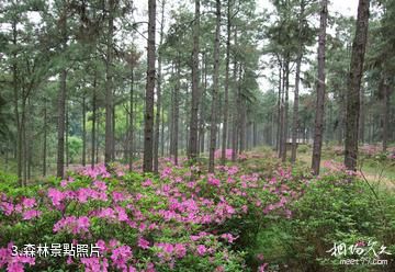 柳州君武森林公園-森林照片