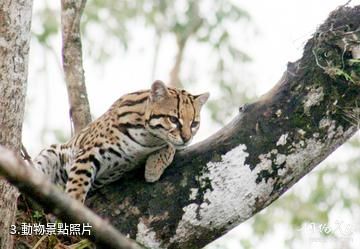 巴拿馬達連國家公園-動物照片