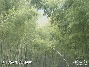 贛州陽嶺國家森林公園-十萬畝竹海照片