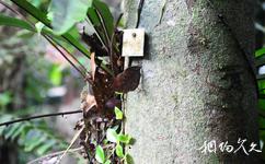马来西亚姆禄国家公园旅游攻略之枯叶蝶