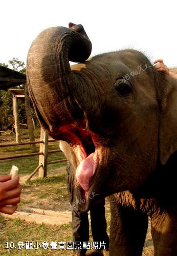 尼泊爾奇特旺國家森林公園-參觀小象養育園照片