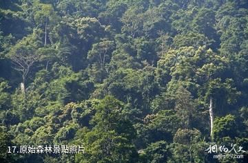海南霸王嶺國家森林公園-原始森林照片