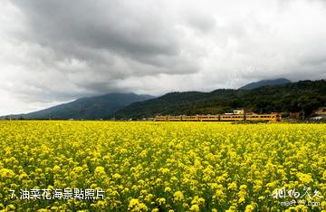 台灣花蓮花東縱谷國家風景區-油菜花海照片
