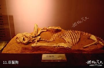 和政古动物化石博物馆-巨鬣狗照片
